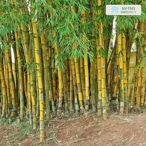 Giá Cây Tre Vàng Giá Cây Tre Vàng