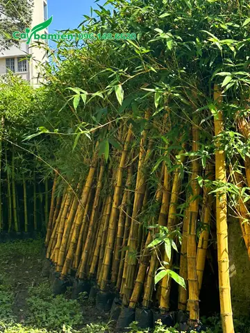 Giá Cây Tre Vàng