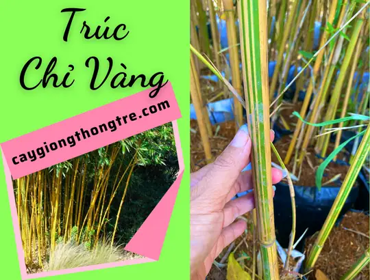 Giá Cây Trúc Chỉ Vàng