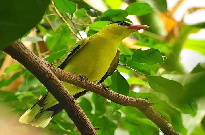 Giá Chim Vàng Anh