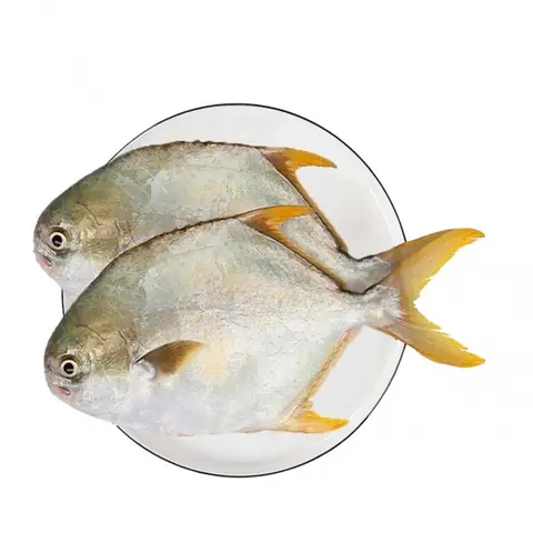 Giá Chim Vàng Anh Giá Chim Vàng Anh