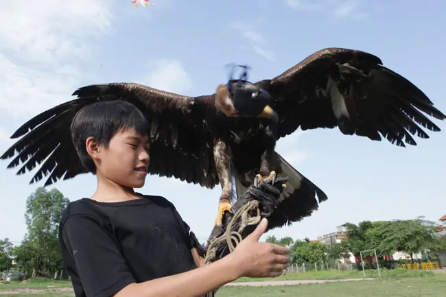 Giá Đại Bàng Vàng Giá Đại Bàng Vàng