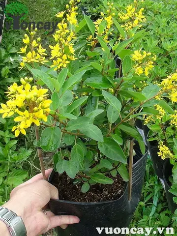 Giá Đồng Vàng Cây Giá Đồng Vàng Cây