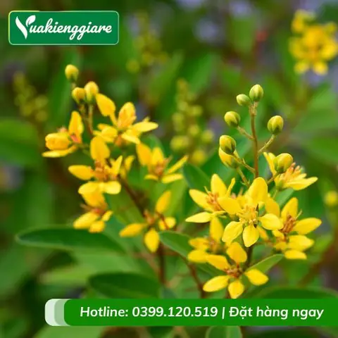 Giá Đồng Vàng Cây Giá Đồng Vàng Cây