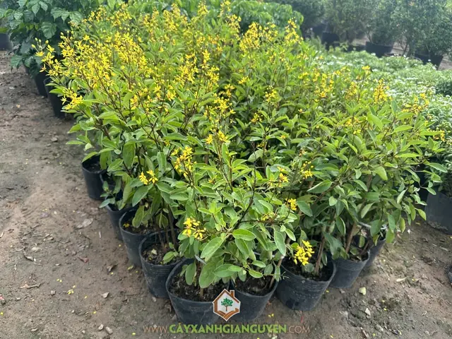 Giá Đồng Vàng Cây Giá Đồng Vàng Cây