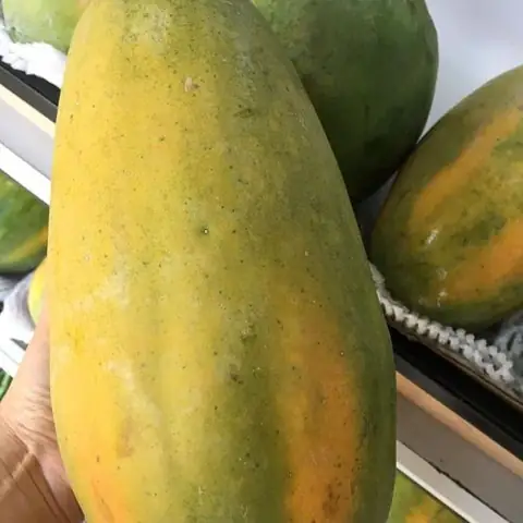 Giá Đu Đủ Vàng