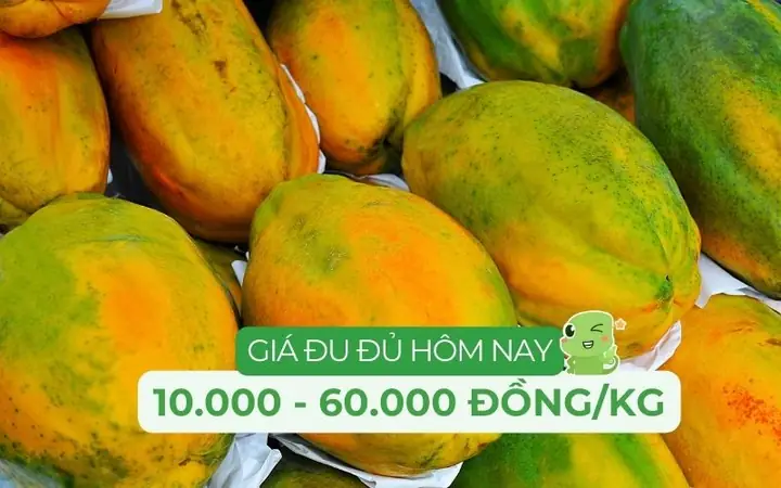 Giá Đu Đủ Vàng