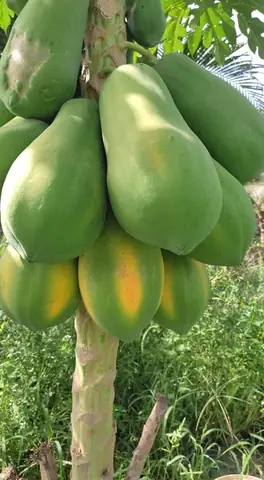 Giá Đu Đủ Vàng