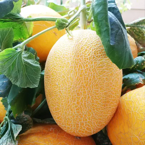Giá Dưa Vàng Mỹ Giá Dưa Vàng Mỹ
