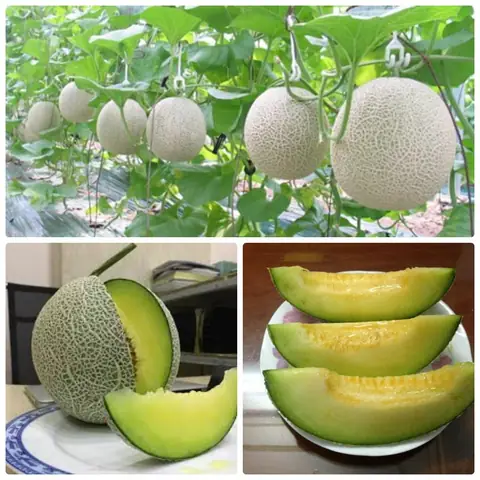 Giá Dưa Vàng Mỹ Giá Dưa Vàng Mỹ