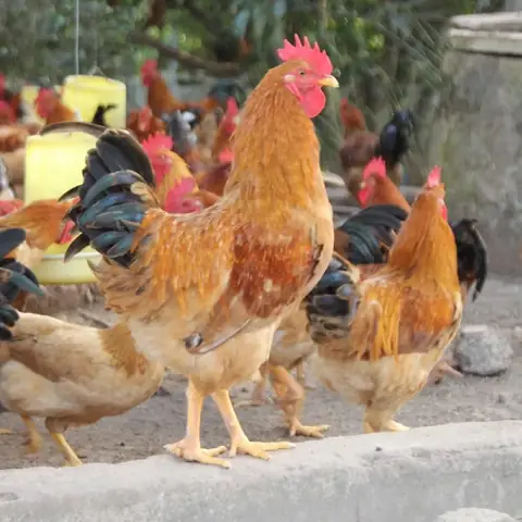 Giá Gà Tàu Vàng Hiện Nay Giá Gà Tàu Vàng Hiện Nay