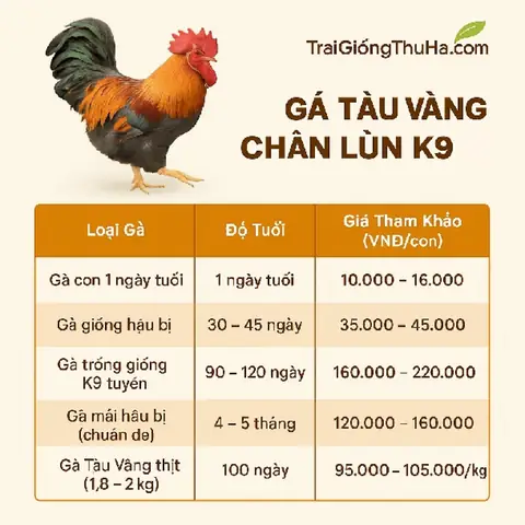 Giá Gà Tàu Vàng Hiện Nay Giá Gà Tàu Vàng Hiện Nay