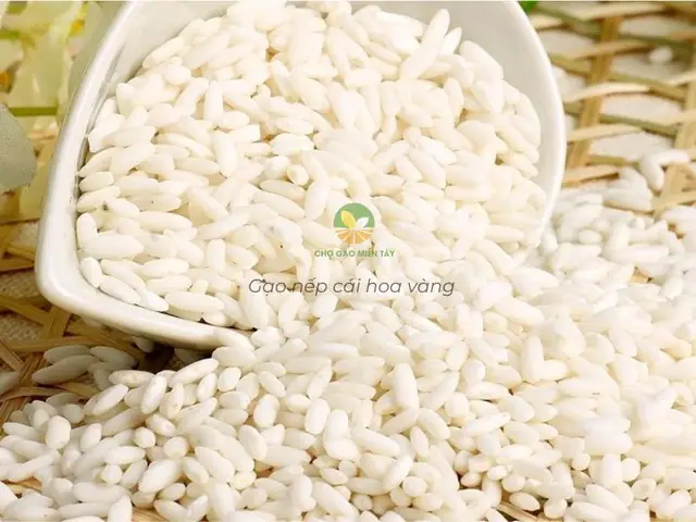 Giá Gạo Nếp Cái Hoa Vàng Giá Gạo Nếp Cái Hoa Vàng