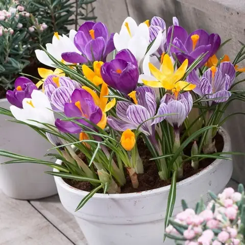 Giá Giống Nghệ Vàng