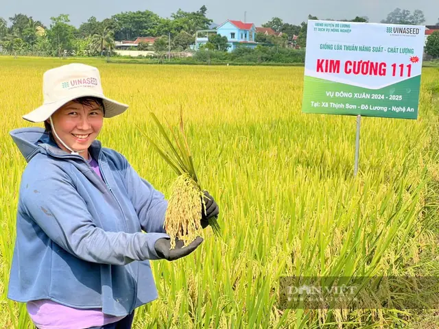 Giá Giống Nghệ Vàng Giá Giống Nghệ Vàng