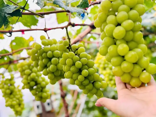 Giá Giống Nghệ Vàng Giá Giống Nghệ Vàng