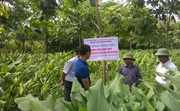 Giá Giống Nghệ Vàng Giá Giống Nghệ Vàng