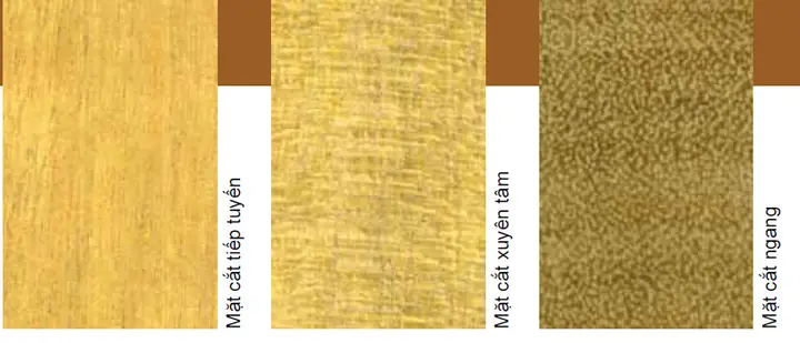 Giá Gỗ Bời Lời Vàng