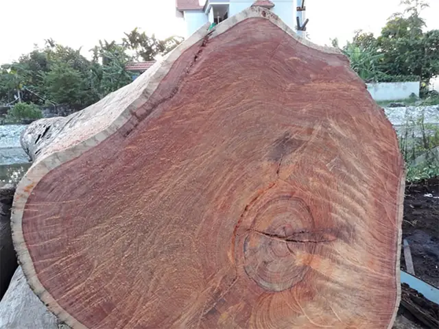 Giá Gỗ Cẩm Vàng Nam Phi