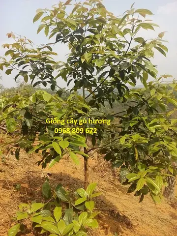Giá Gỗ Gù Hương Vàng Giá Gỗ Gù Hương Vàng