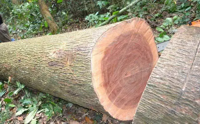 Giá Gỗ Gù Hương Vàng Giá Gỗ Gù Hương Vàng