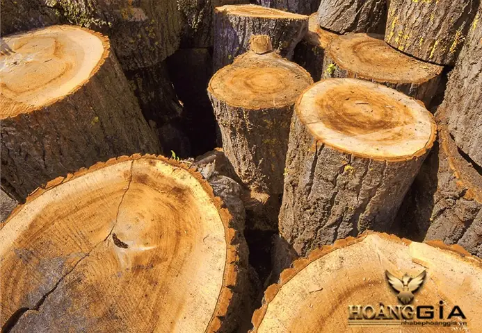 Giá Gỗ Gù Hương Vàng Giá Gỗ Gù Hương Vàng