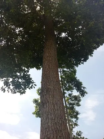 Giá Gỗ Gù Hương Vàng Giá Gỗ Gù Hương Vàng