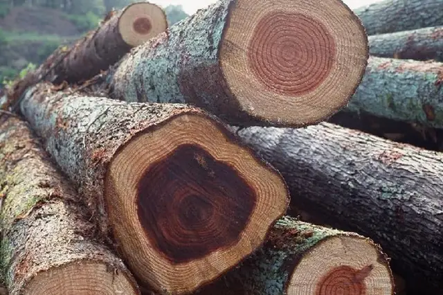 Giá Gỗ Gù Hương Vàng