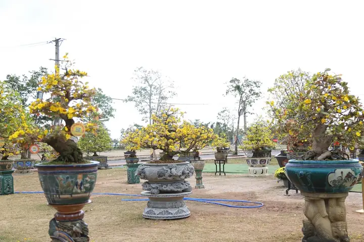 Giá Gốc Mai Vàng Giá Gốc Mai Vàng
