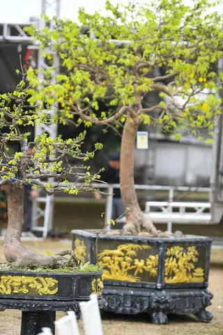 Giá Gốc Mai Vàng Giá Gốc Mai Vàng