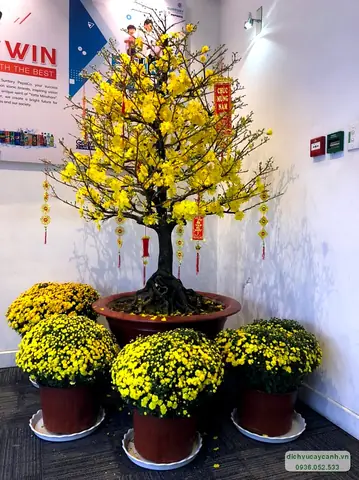 Giá Gốc Mai Vàng Giá Gốc Mai Vàng