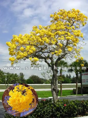 Giá Hoa Chuông Vàng Giá Hoa Chuông Vàng