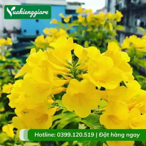 Giá Hoa Chuông Vàng Giá Hoa Chuông Vàng