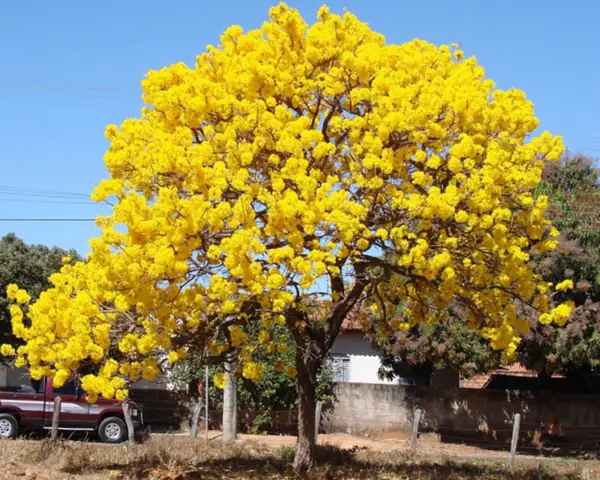 Giá Hoa Chuông Vàng Giá Hoa Chuông Vàng