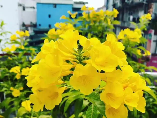Giá Hoa Chuông Vàng Giá Hoa Chuông Vàng