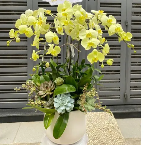 Giá Hoa Lan Hồ Điệp Vàng Giá Hoa Lan Hồ Điệp Vàng