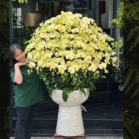 Giá Hoa Lan Hồ Điệp Vàng Giá Hoa Lan Hồ Điệp Vàng