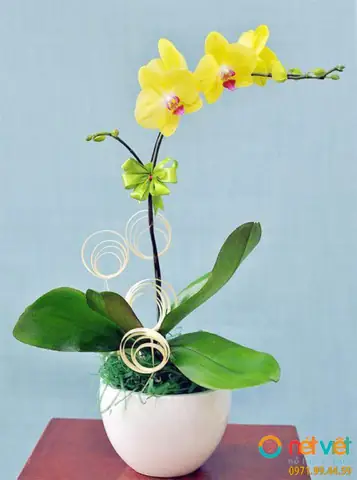 Giá Hoa Lan Hồ Điệp Vàng Giá Hoa Lan Hồ Điệp Vàng
