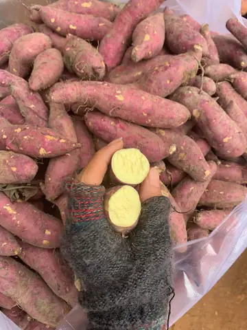 Giá Khoai Lang Ruột Vàng Giá Khoai Lang Ruột Vàng