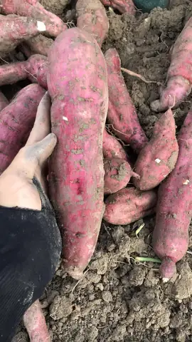 Giá Khoai Lang Ruột Vàng Giá Khoai Lang Ruột Vàng