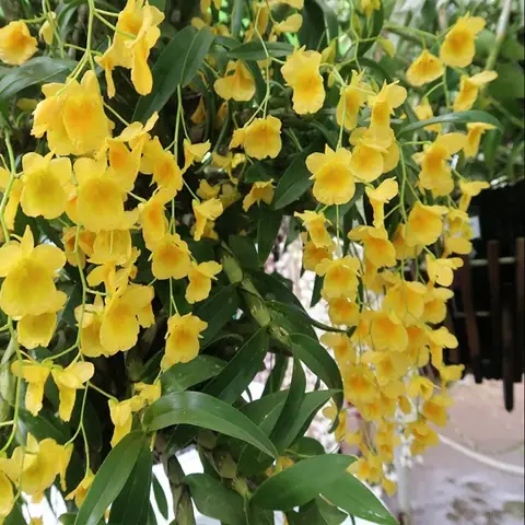 Giá Kim Điệp Vàng Giá Kim Điệp Vàng