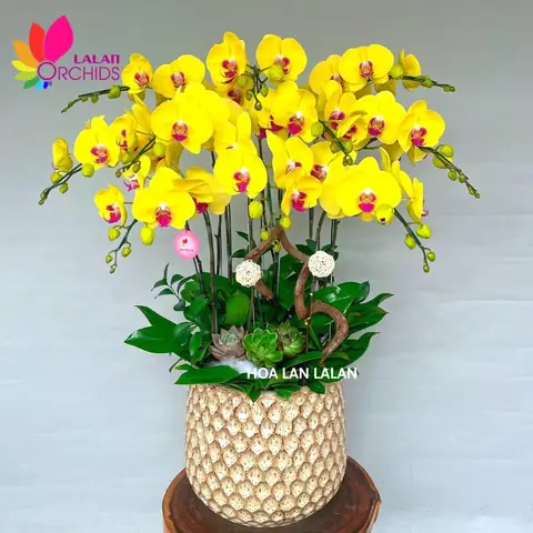 Giá Lan Hồ Điệp Vàng