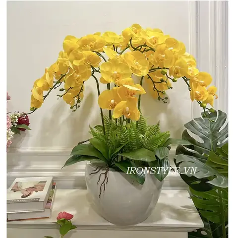 Giá Lan Lụa Vàng Giá Lan Lụa Vàng