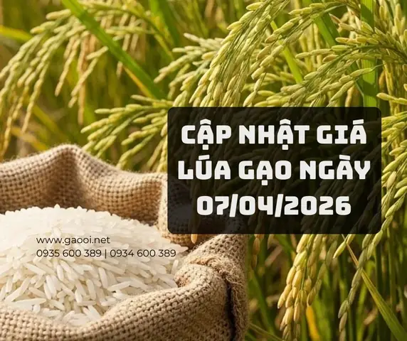 Giá Lan Trầm Vàng Giá Lan Trầm Vàng