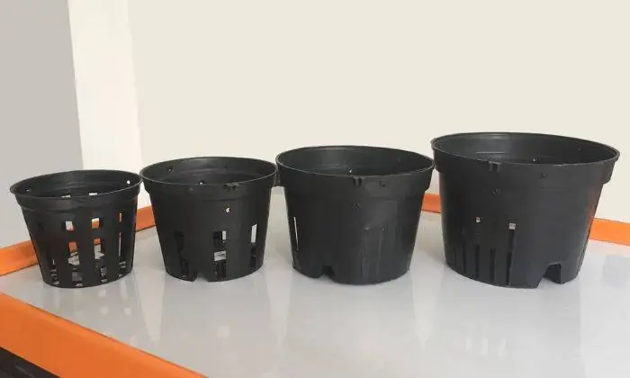Giá Lan Trầm Vàng