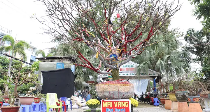 Giá Mai Vàng 2019
