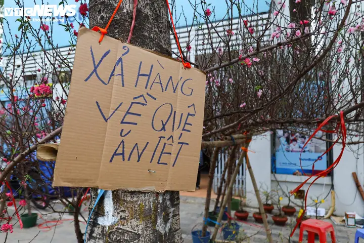 Giá Mai Vàng 27 Tết
