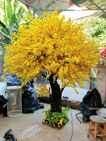 Giá Mai Vàng Đẹp