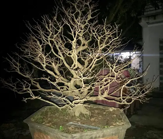Giá Mai Vàng Đẹp