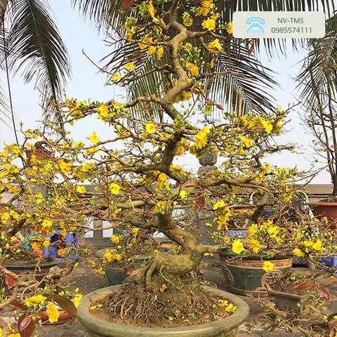 Giá Mai Vàng Đẹp